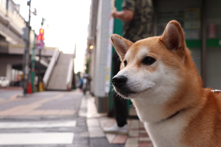 Shiba Inu Japanese Dog